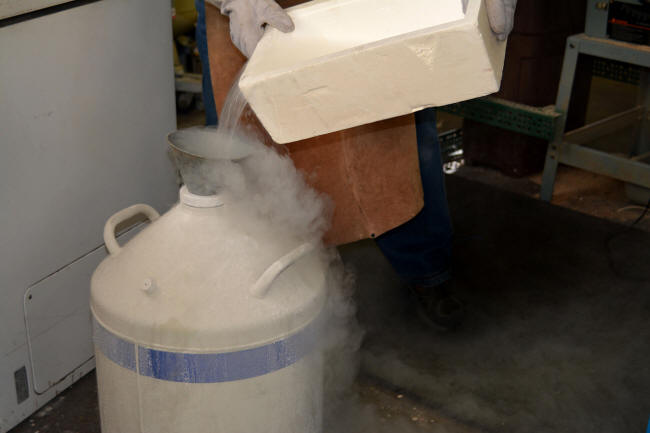 Liquid nitrogen transfer into dewar